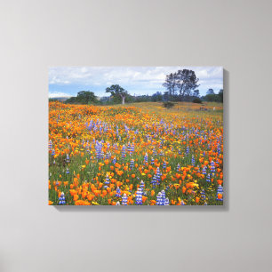 Lienzo EE.UU., California, Santa Margarita, Avenales