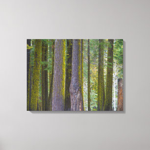 Lienzo EE.UU., California. Troncos de árbol cubiertos po