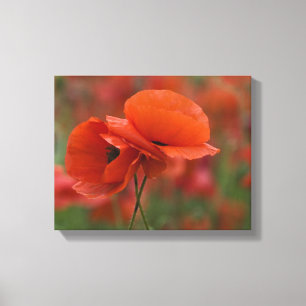 Lienzo EE. UU., Carolina del Norte. Dos amapolas rojas