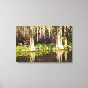 Lienzo EE.UU., Carolina del Sur, Charleston. Árboles cip