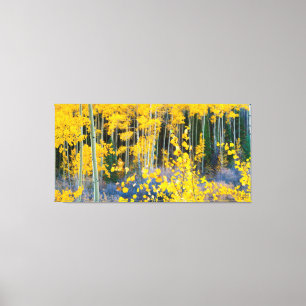 Lienzo EE.UU., Colorado. Aspenos Amarillos Luminosos En R