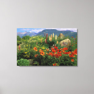 Lienzo EE.UU., Colorado, Crested Butte. Camiones y lupino