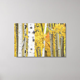 Lienzo EE. UU., Colorado, Montañas Rocosas. Aspen íntimo