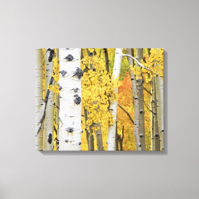 Lienzo EE. UU., Colorado, Montañas Rocosas.  Aspen íntimo (Anverso)