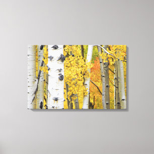 Lienzo EE. UU., Colorado, Montañas Rocosas. Aspen íntimo