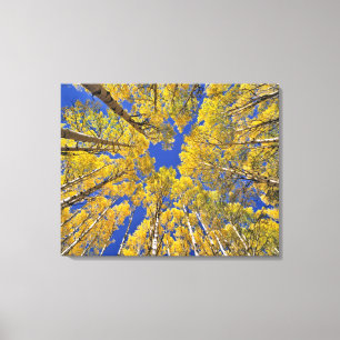 Lienzo EE. UU., Colorado, zona de Aspen. Bosque de álamos