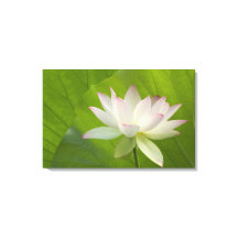 EE.UU., DC, Washington, Kenilworth Aquatic