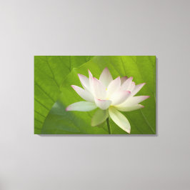 Lienzo EE.UU., DC, Washington, Kenilworth Aquatic