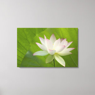 Lienzo EE.UU., DC, Washington, Kenilworth Aquatic