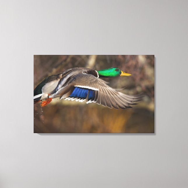 Lienzo EE. UU., Estado de Washington, Mallard, macho, vue (Anverso)