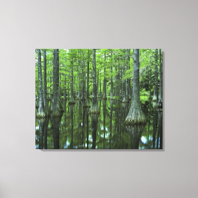 Lienzo EE. UU., Florida, Bosque Nacional Apalachicola, Ca (Anverso)