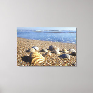Lienzo EE. UU., Florida, conchas marinas costeras