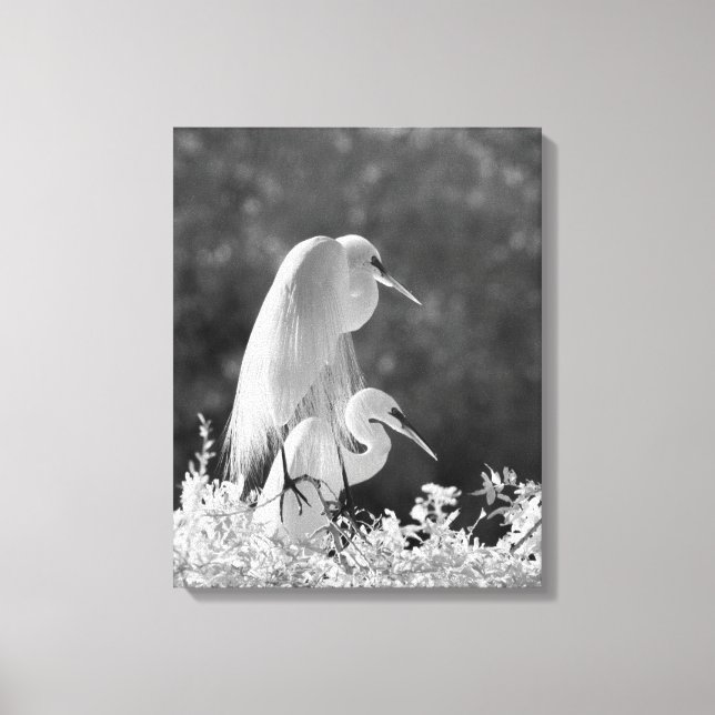 Lienzo EE. UU., Florida, Gran Garza (Ardea alba) infrarro (Anverso)