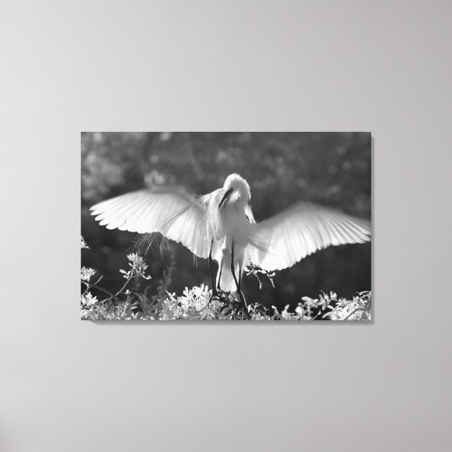 Lienzo EE. UU., Florida, Gran Garza Blanca (Ardea alba) i (Anverso)