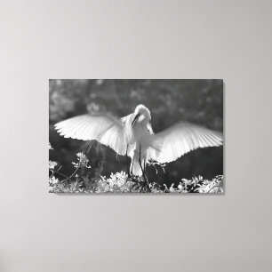 Lienzo EE. UU., Florida, Gran Garza Blanca (Ardea alba) i