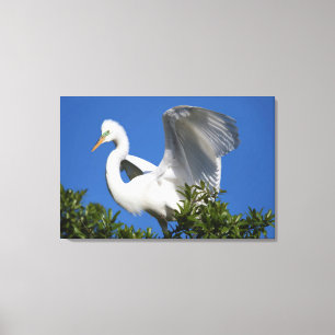 Lienzo EE.UU., Florida, St. Augustine, Egret