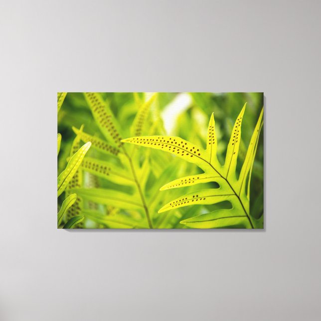 Lienzo EE. UU., Hawái, Isla Grande. Helecho verde tropica (Anverso)