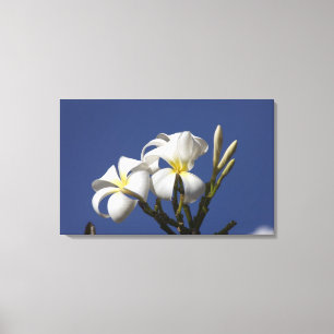 Lienzo EE. UU., Hawái, Kauai, plumeria blanca.