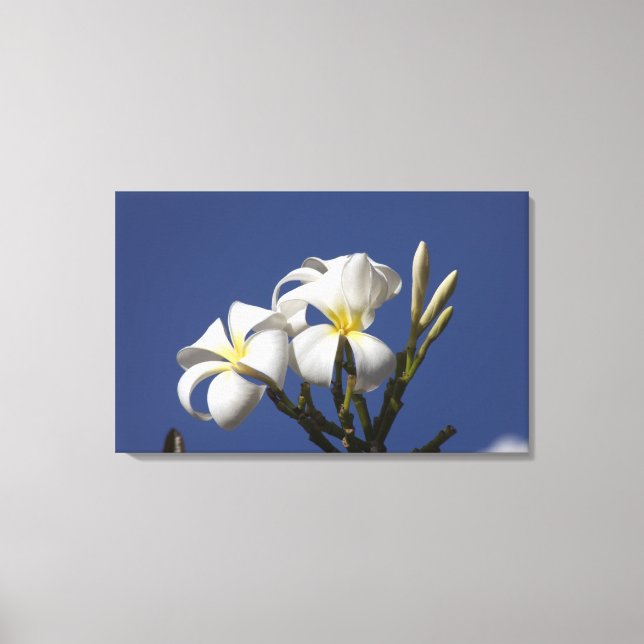 Lienzo EE. UU., Hawái, Kauai, plumeria blanca. (Anverso)