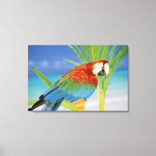 Lienzo EE. UU., Hawái. Loro