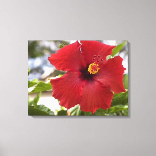Lienzo EE. UU., Hawái, Oahu. La Hibiscus es la (Anverso)