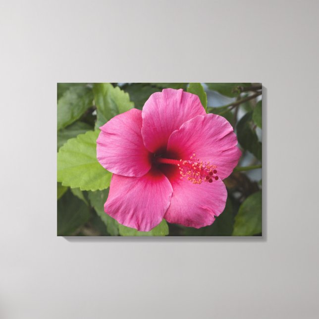 Lienzo EE. UU., Hawái, Oahu. La Hibiscus es la 2 (Anverso)