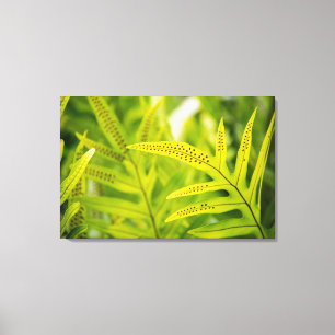 Lienzo EE.UU., Hawaii, Isla Grande. Ferro verde tropical