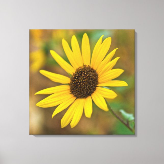 Lienzo EE. UU., Kansas. Girasol silvestre (Anverso)