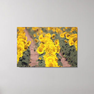 Lienzo EE. UU., Kansas. Girasoles (Helianthus Annuus)