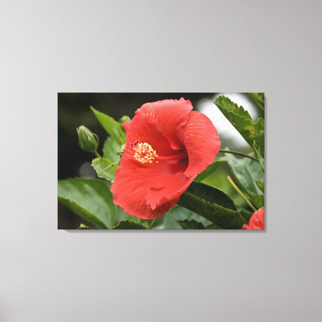 Lienzo EE. UU., Kansas, Hibisco rojo (Anverso)