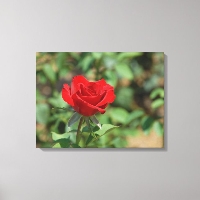 Lienzo EE. UU., Kansas, Rosa Roja (Anverso)