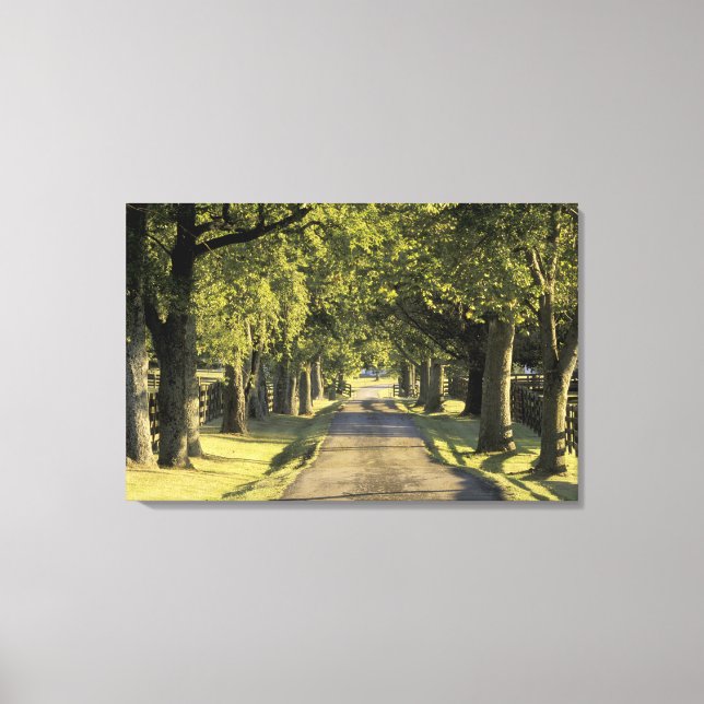 Lienzo EE.UU., Kentucky, Lexington. Carretera arbolada, (Anverso)