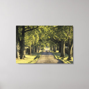 Lienzo EE.UU., Kentucky, Lexington. Carretera arbolada,