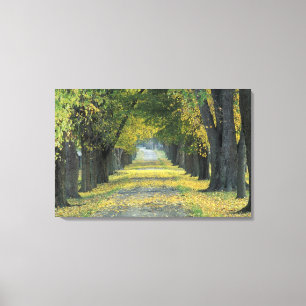 Lienzo EE. UU., Kentucky, Louisville. Carretera arbolada