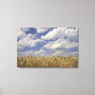 Lienzo EE.UU., Kentucky, Louisville. Cultivos de trigo y