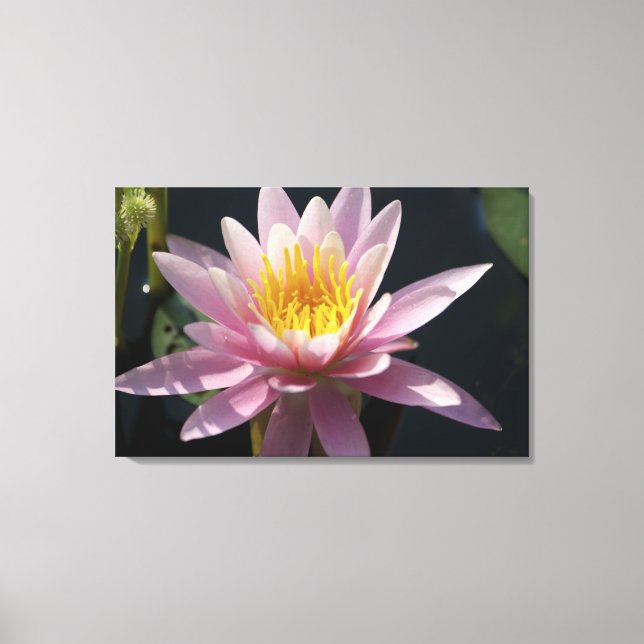 Lienzo EE.UU., Massachusetts, Great Barrington, lily pad (Anverso)