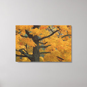 Lienzo EE. UU., Michigan, Primer plano del árbol del arce
