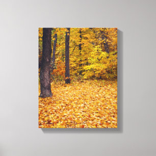 Lienzo EE. UU., Misuri, condado de Boone, Maple Forest en