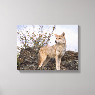 Lienzo EE. UU., Montana, Kalispell. Coyote en Triple D