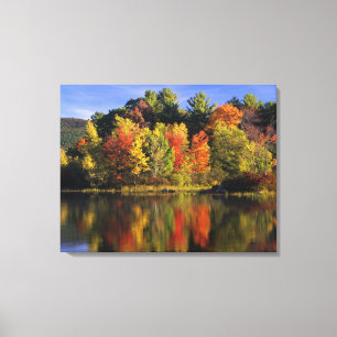 Lienzo EE. UU., New Hampshire, Moultonborough. Árboles en