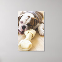 EE.UU., Nueva Jersey, Jersey City, bulldog Cute ca