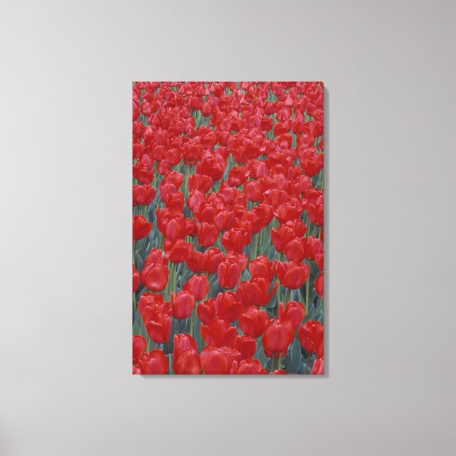 Lienzo EE. UU., Ohio, Cincinnati. Lecho de tulipanes rojo (Anverso)