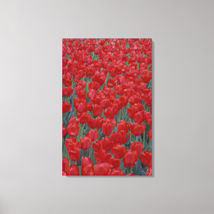 Lienzo EE. UU., Ohio, Cincinnati. Lecho de tulipanes rojo
