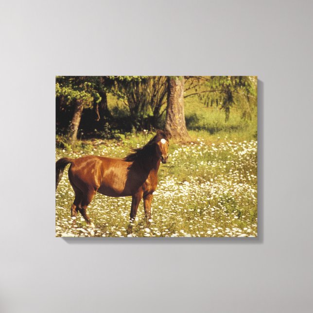 Lienzo EE. UU., Oregón. Caballo en campo de margaritas (Anverso)