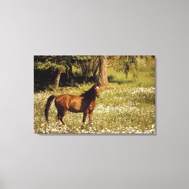Lienzo EE. UU., Oregón. Caballo en campo de margaritas (Anverso)