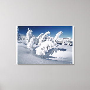 Lienzo EE.UU., Oregon, Crater Lake NP. Árboles caen bajo