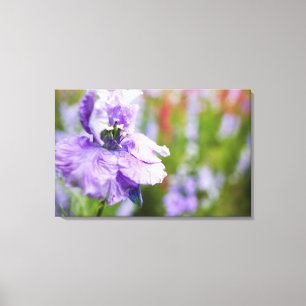 Lienzo EE.UU., Oregón, Willamette Valley, Larkspur Close 