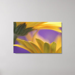 Lienzo EE.UU., Pennsylvania. Yellow Gerbera Daisies, cerc