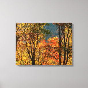 Lienzo EE.UU., Tennessee. Foligarquía de otoño