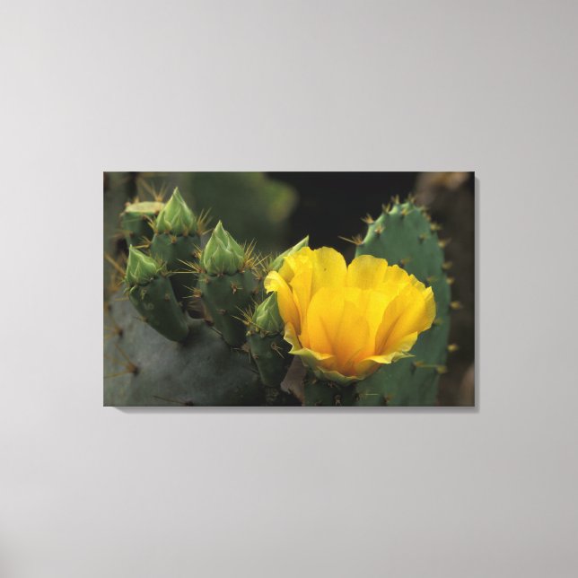 Lienzo EE. UU., Texas, Cactus de pera espinosa en flor. (Anverso)